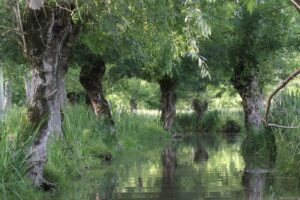 jpeg optimizer img 0067