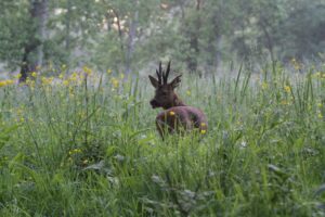 jpeg optimizer img 0327 2