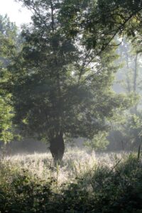 jpeg optimizer img 0413