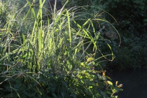 jpeg optimizer img 0415 2