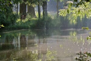 jpeg optimizer img 0502