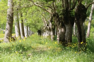 jpeg optimizer img 1877