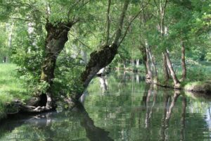 jpeg optimizer img 2172