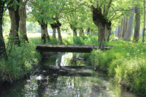 jpeg optimizer img 2227