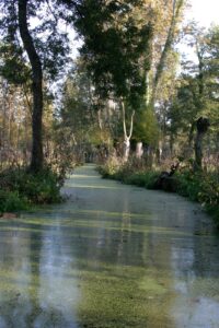 jpeg optimizer img 2849