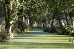 jpeg optimizer img 2867