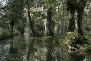 jpeg optimizer img 2961