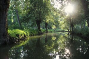 jpeg optimizer img 2981