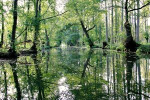 jpeg optimizer img 2992