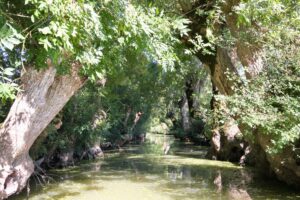 jpeg optimizer img 3490