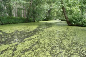 jpeg optimizer img 3995