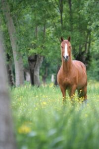 jpeg optimizer img 4025