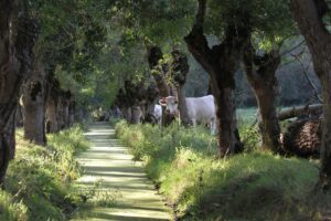 jpeg optimizer img 4520