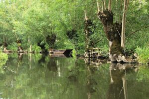 jpeg optimizer img 4566