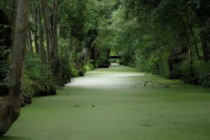 jpeg optimizer img 4648