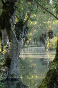 jpeg optimizer img 6477