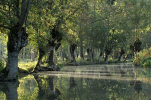 jpeg optimizer img 6493