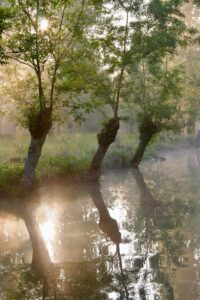 jpeg optimizer img 6550