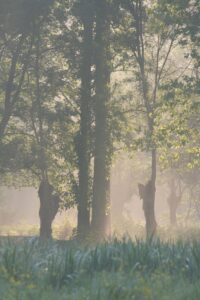 jpeg optimizer img 6603