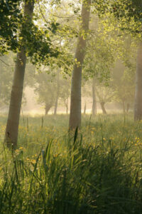 jpeg optimizer img 6625