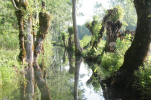 jpeg optimizer img 7590