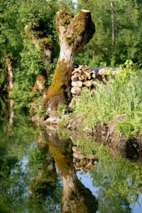 jpeg optimizer img 7596