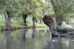 jpeg optimizer img 7794