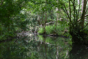 jpeg optimizer img 8470