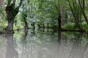 jpeg optimizer img 8500