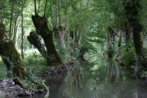 jpeg optimizer img 8577