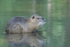 jpeg optimizer img 8752