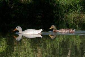 jpeg optimizer img 8821