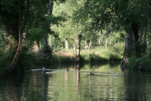 jpeg optimizer img 8824