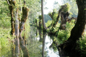 jpeg optimizer m 051