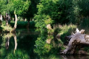 jpeg optimizer mg 0068