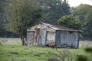 jpeg optimizer mg 0246