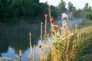 jpeg optimizer mg 0297