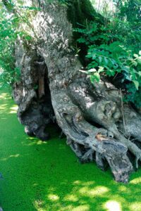 jpeg optimizer mg 1780