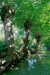 jpeg optimizer mg 1799