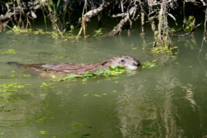 jpeg optimizer mg 1836