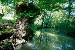 jpeg optimizer mg 1915