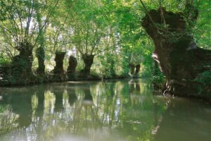 jpeg optimizer mg 1930