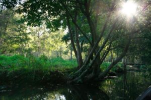 jpeg optimizer mg 2185