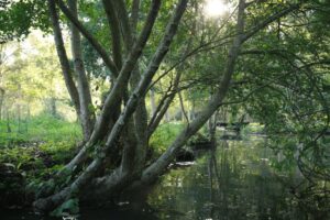 jpeg optimizer mg 2186